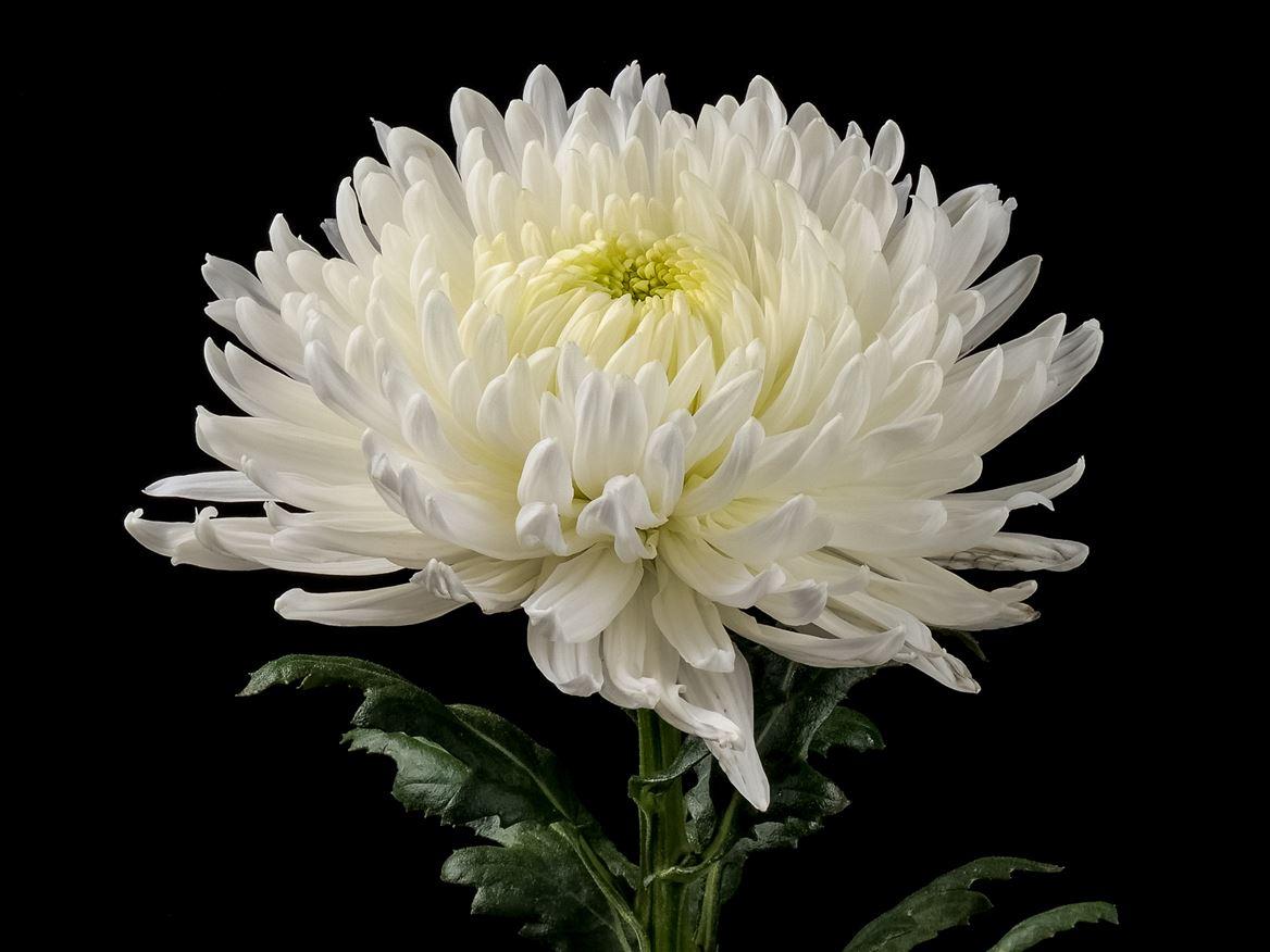 Chrysanthemum (Indicum Grp) geplozen Magnum
