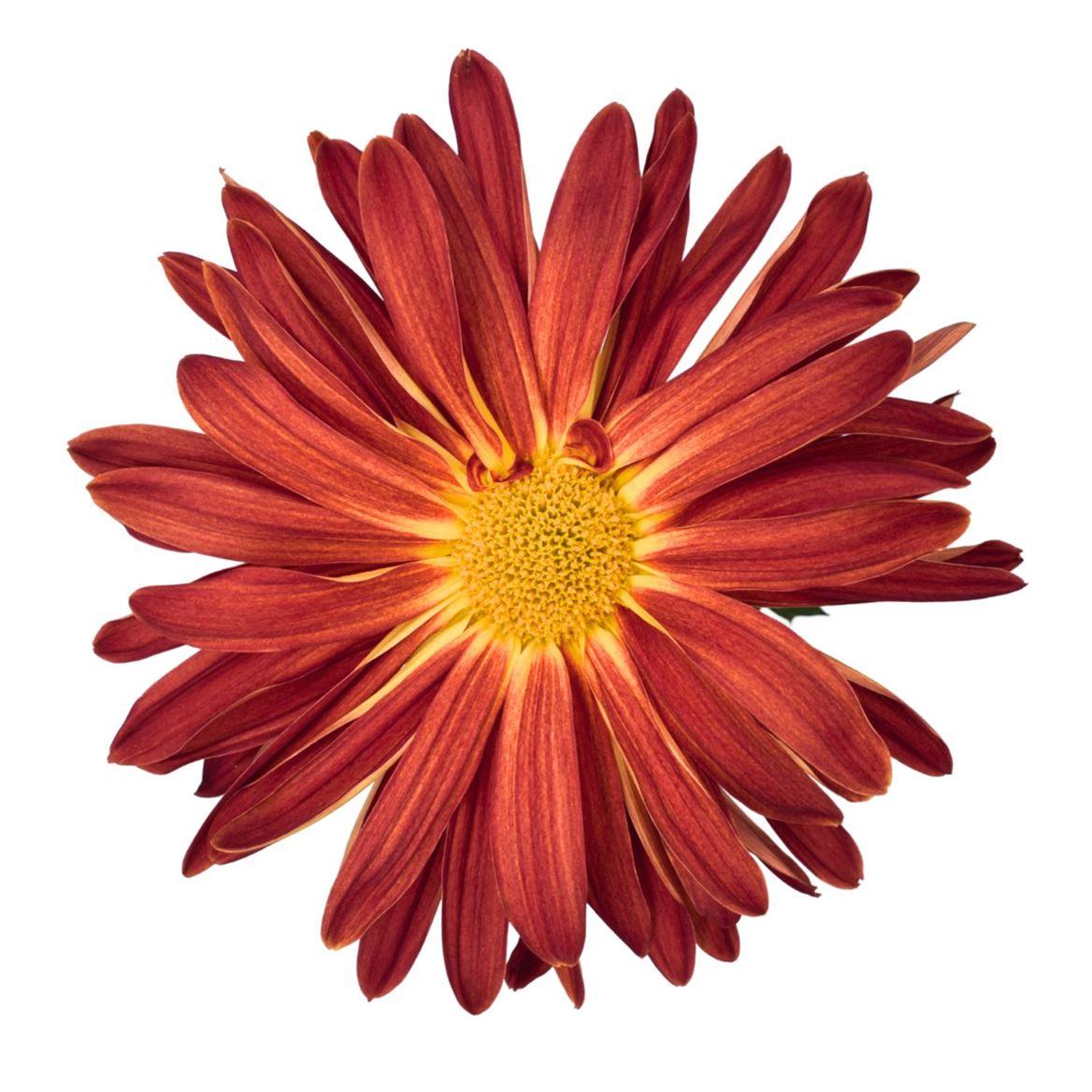 Chrysanthemum (Indicum Grp) geplozen overig