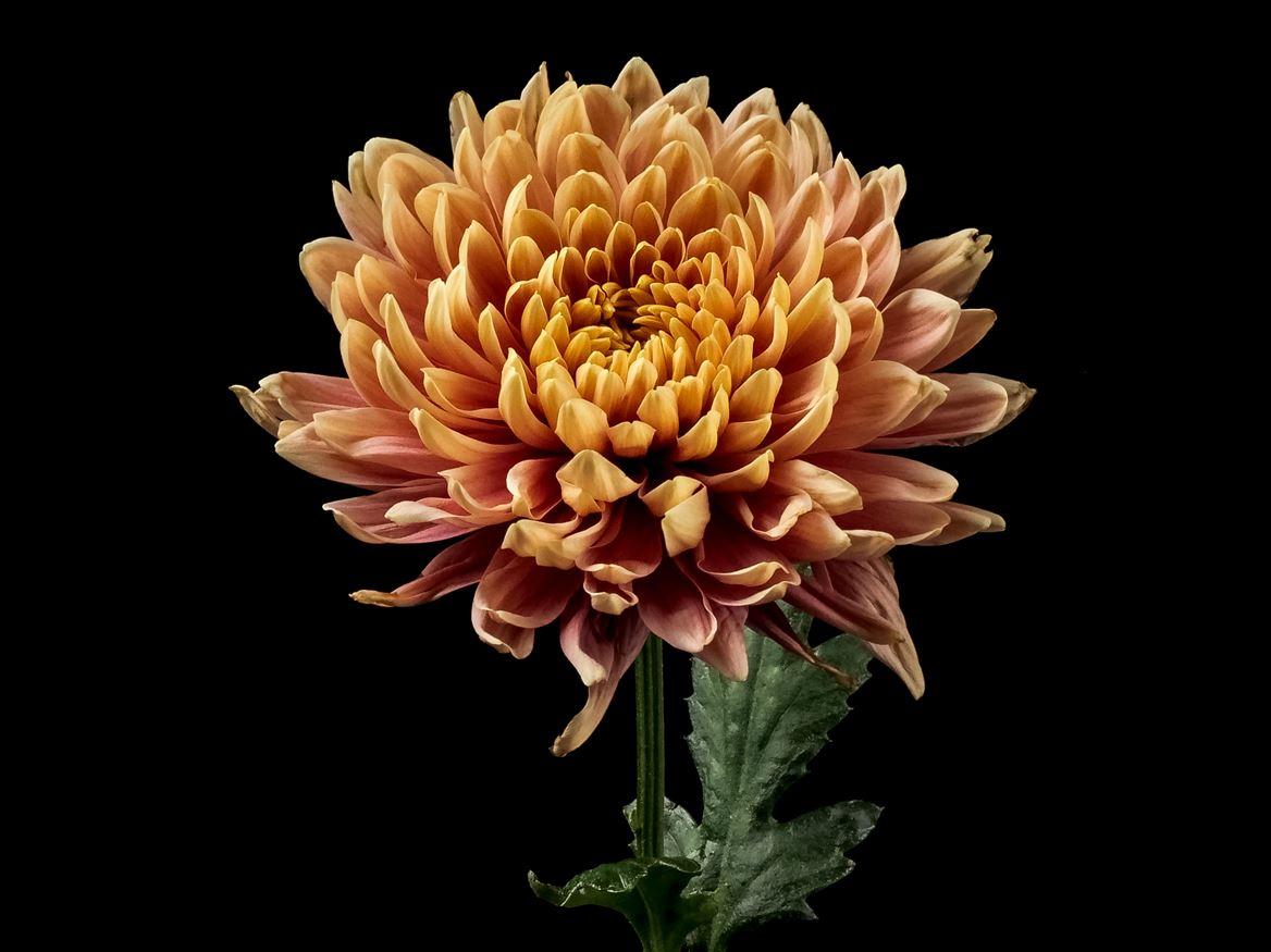 Chrysanthemum (Indicum Grp) geplozen overig
