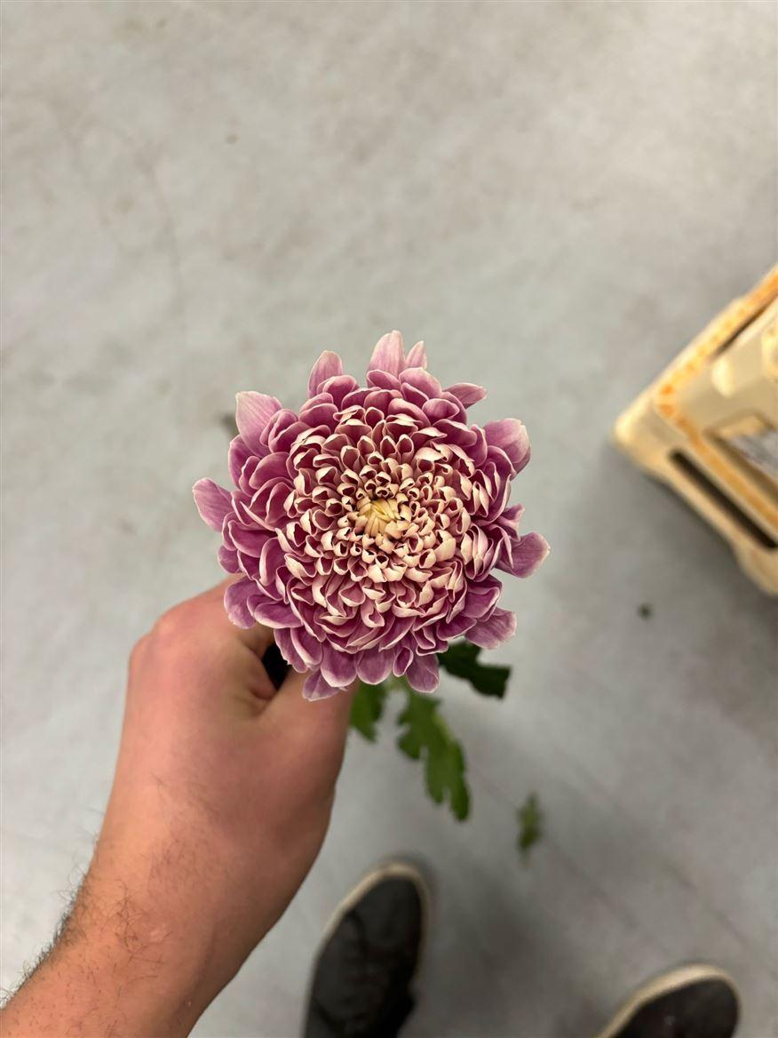 Chrysanthemum tros overig