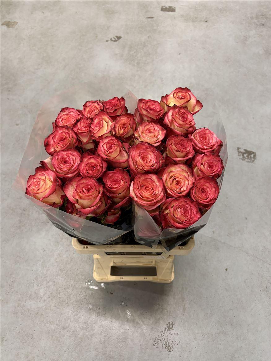 Rosa grootbloemig Discovery