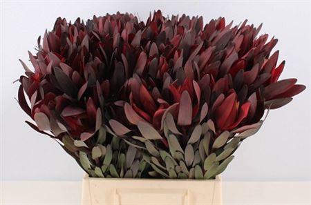 Leucadendron 'Safari Sunset'