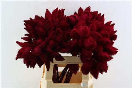 Decoratiegroen kleurbehandeld H%