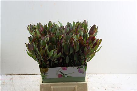 Leucadendron 'Safari Sunset'