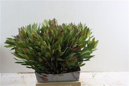 Leucadendron 'Safari Sunset'