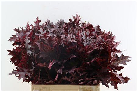 Quercus overig kleurbehandeld H%