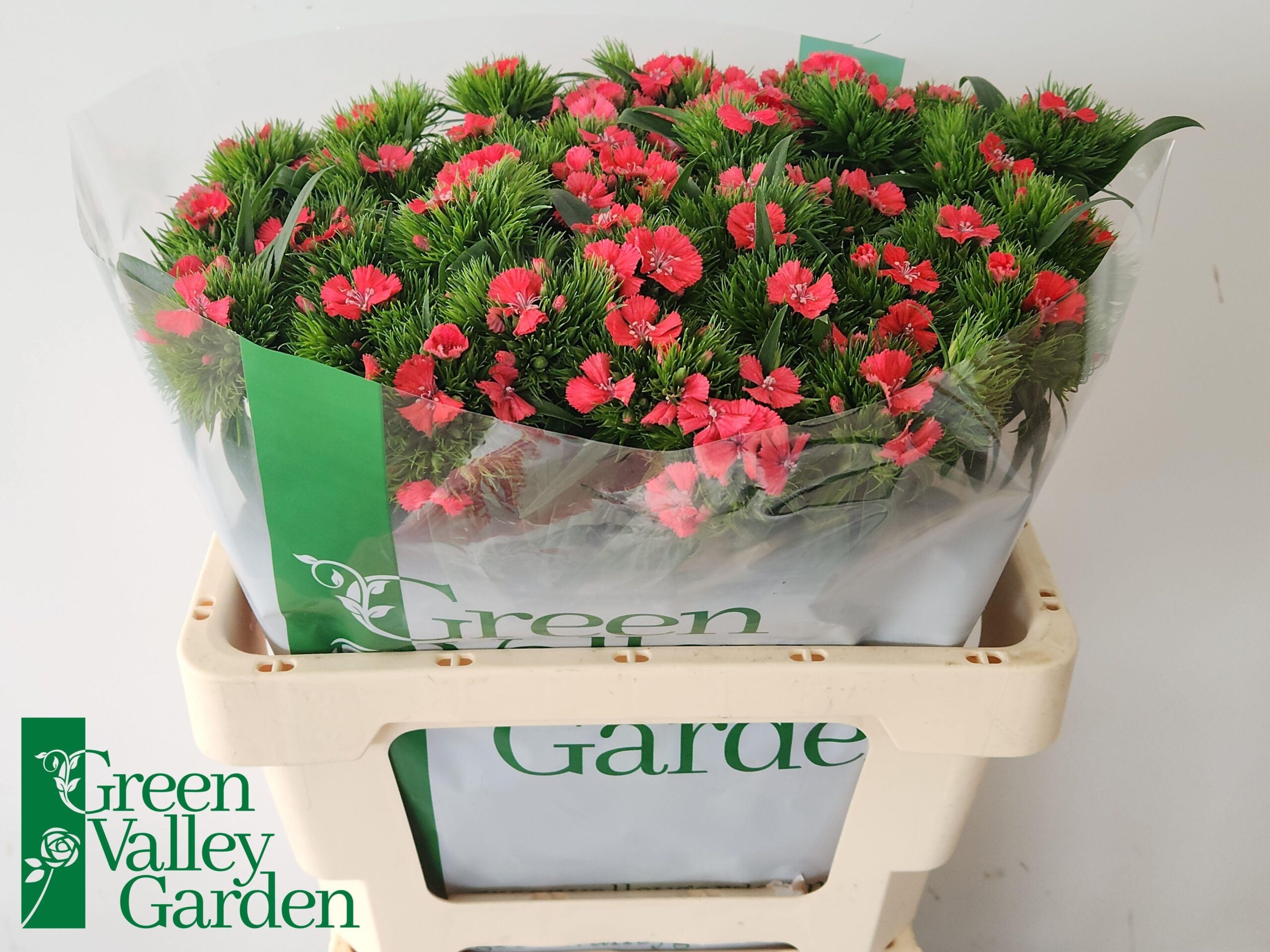 Dianthus barbatus 'Sweet Will Coral'