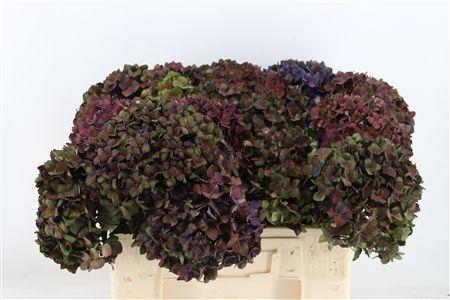 Hydrangea macrophylla Magical Chocolate (classic)