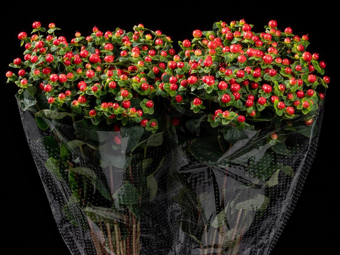 Hypericum overig