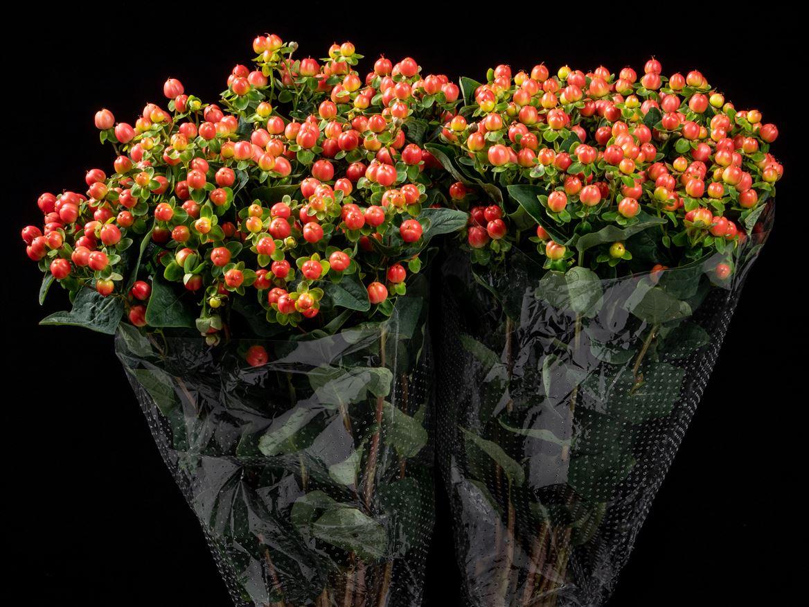 Hypericum overig