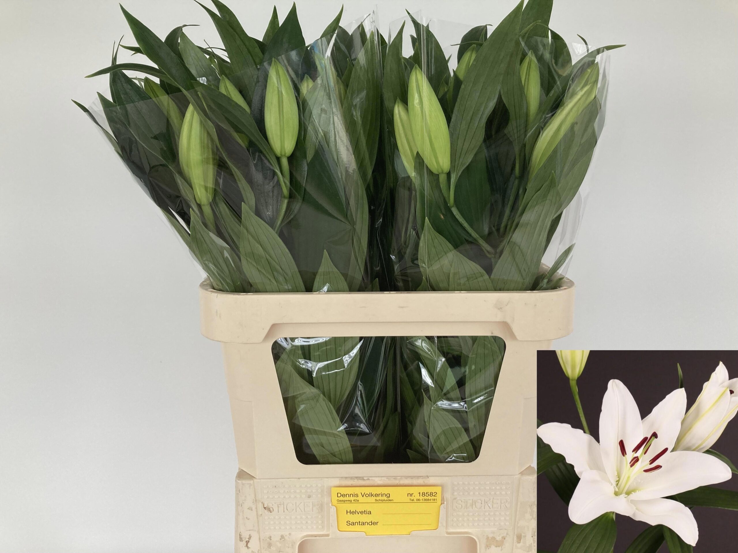 Lilium (Oriental Grp) 'Santander'