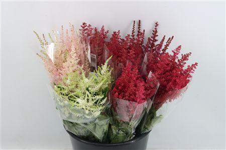 Astilbe overig