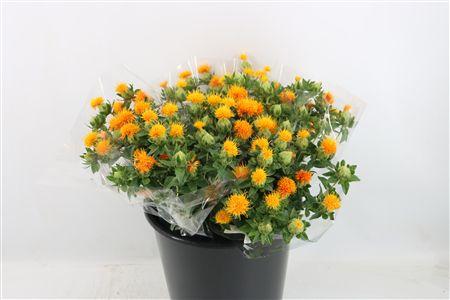 Carthamus tinctorius overig