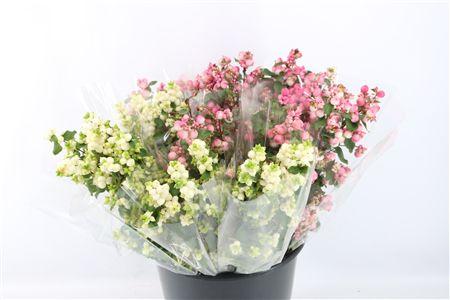 Symphoricarpos overig