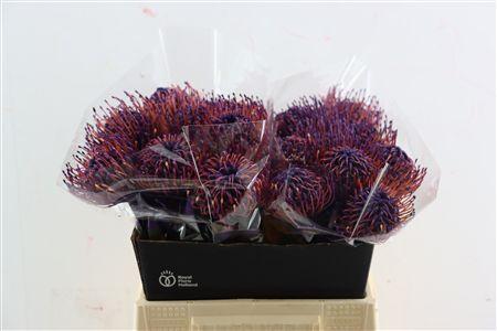Leucospermum 'Naomi' kleurbehandeld H%