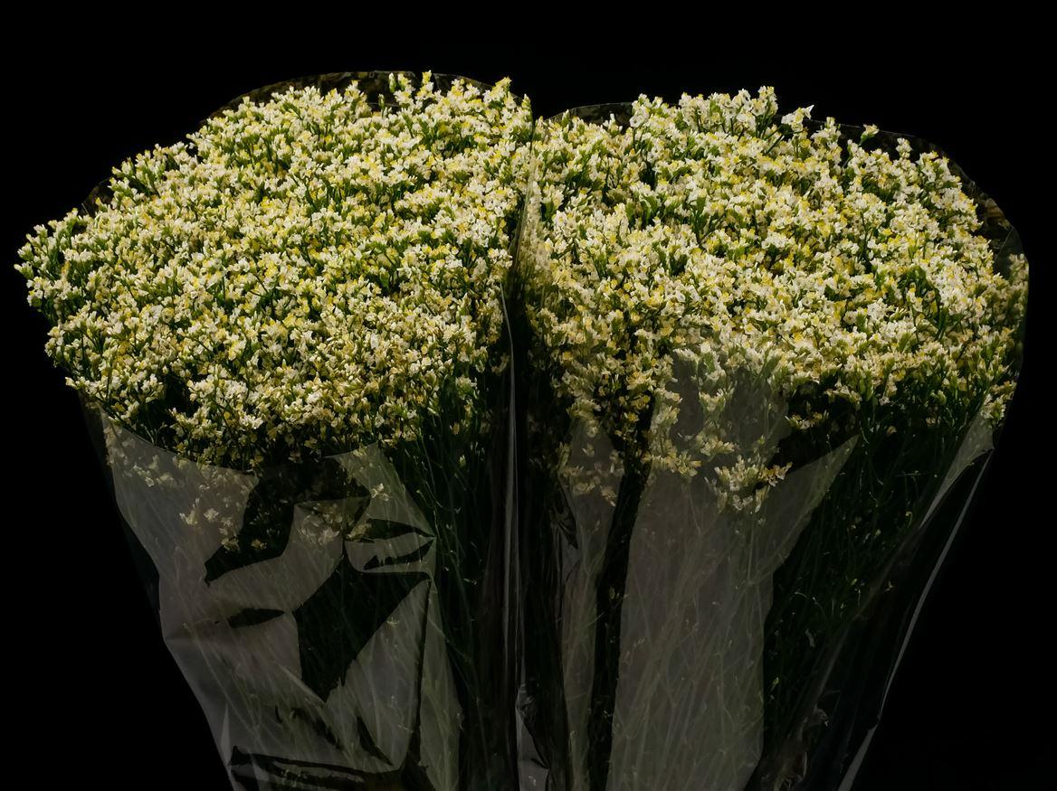 Limonium overig