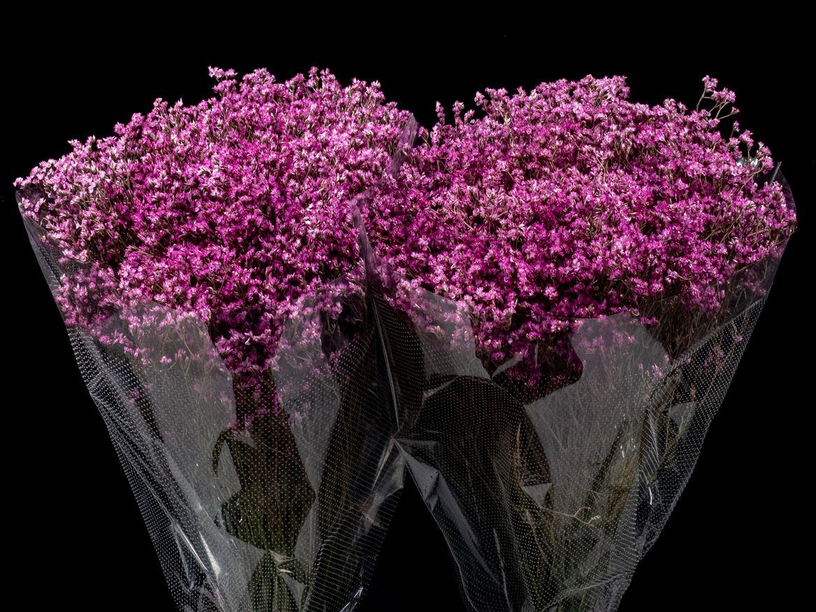 Limonium overig kleurbehandeld H%