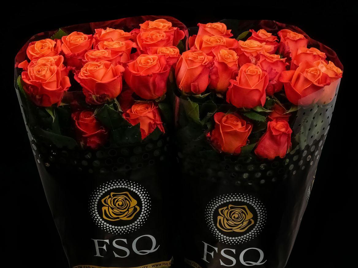 Rosa grootbloemig Orange Crush
