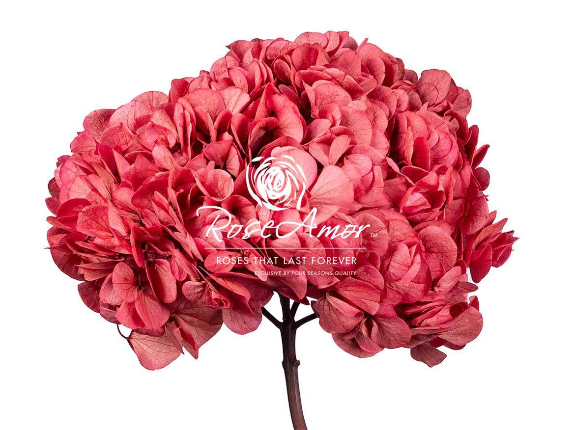 Hortensia præserveret