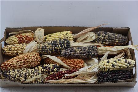 Siervruchten per stuk Zea mays