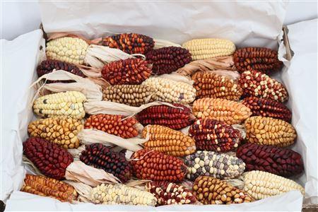 Siervruchten per stuk Zea mays