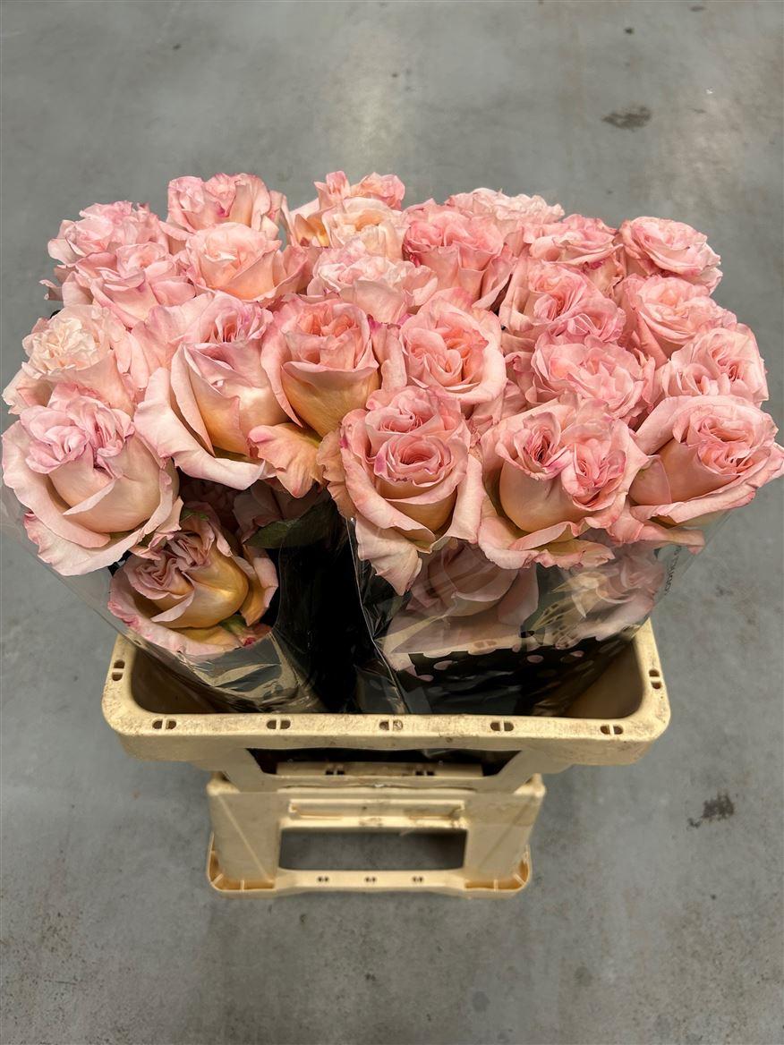Rosa grootbloemig overig
