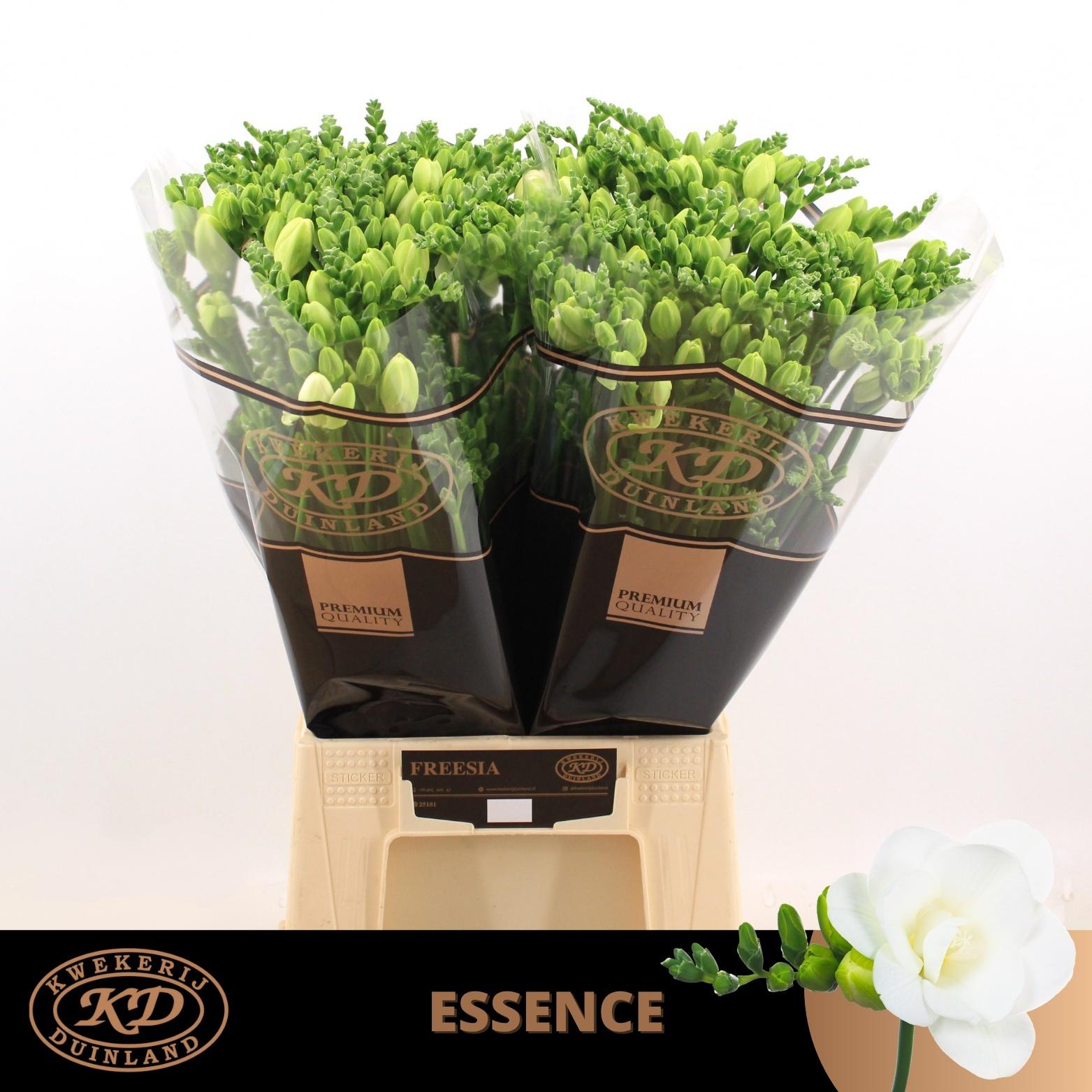 Freesia dubbelbloemig Essence
