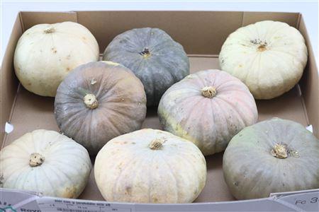 Siervruchten per stuk Cucurbita pepo 'Jarrahdale'