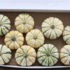 Cucurbita pepo