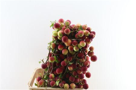 Siervruchten per tak Malus overig