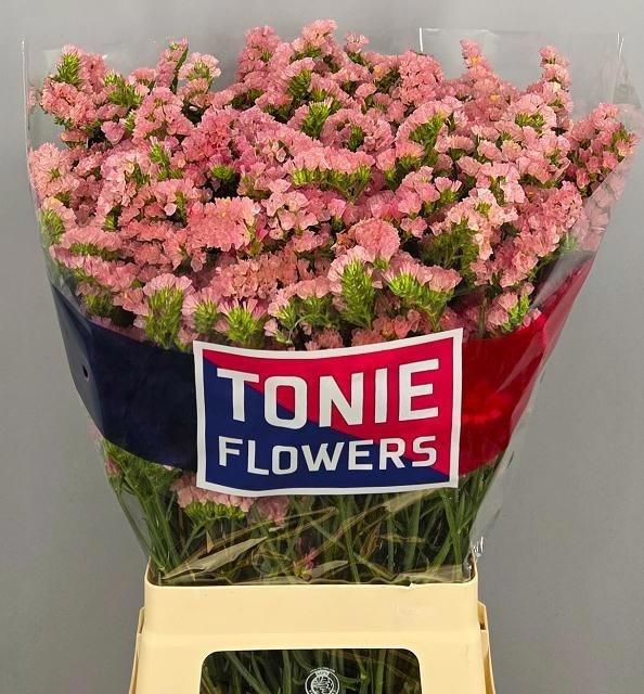 Limonium sinuatum Emma Peach+