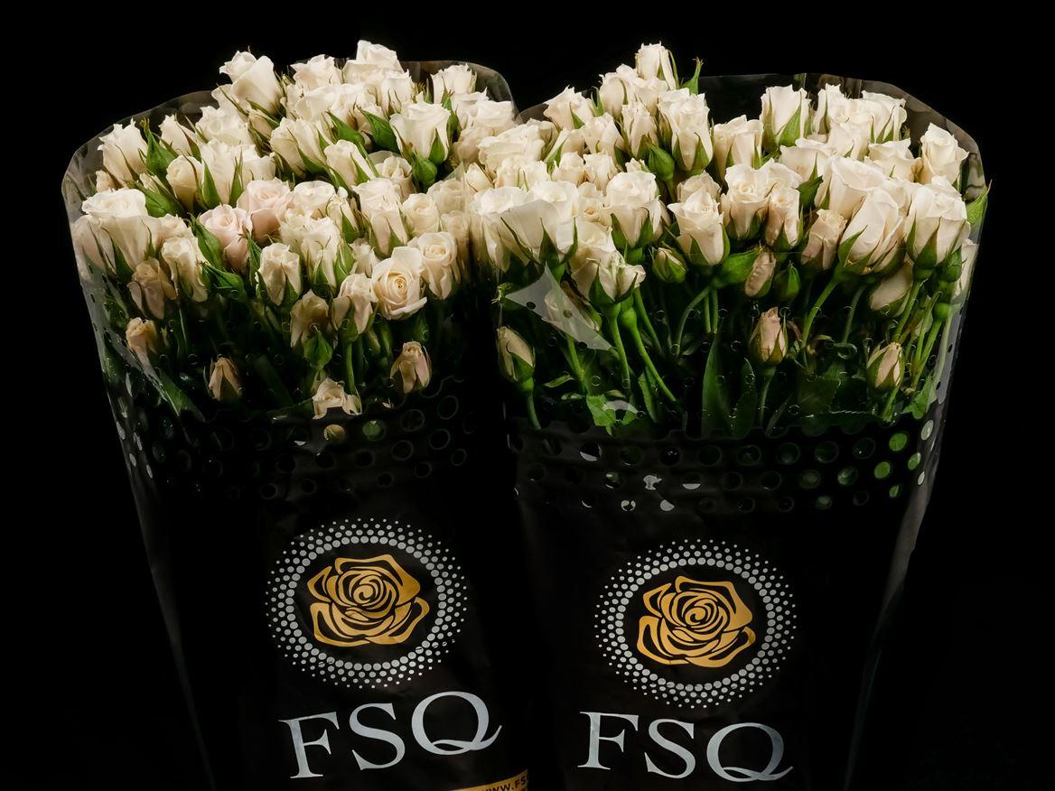 Rosa tros overig