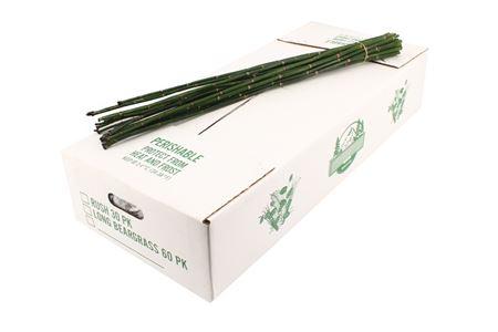 Equisetum Rush per bos