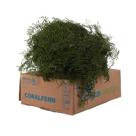 Gleichenia dicarpa per bos