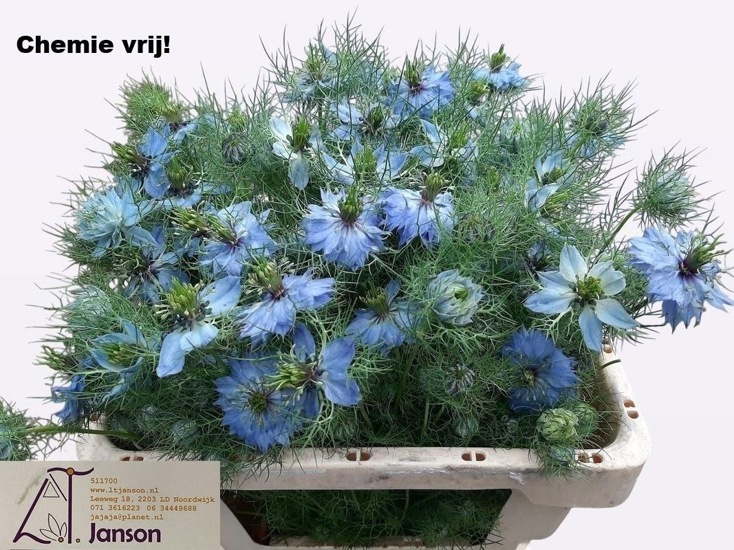 Nigella per bos damascena overig blauw