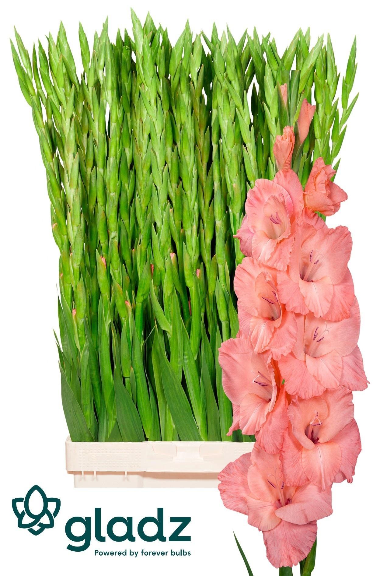 Gladiolus (Large-flowered Grp) 'Sugar Babe'