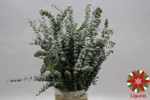 Eucalyptus per bos 'Baby Blue'