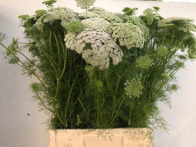 Ammi visnaga 'Green Mist'