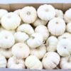 Siervruchten per stuk Cucurbita pepo 'Baby Boo'
