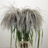 Miscanthus sinensis 'Memory'