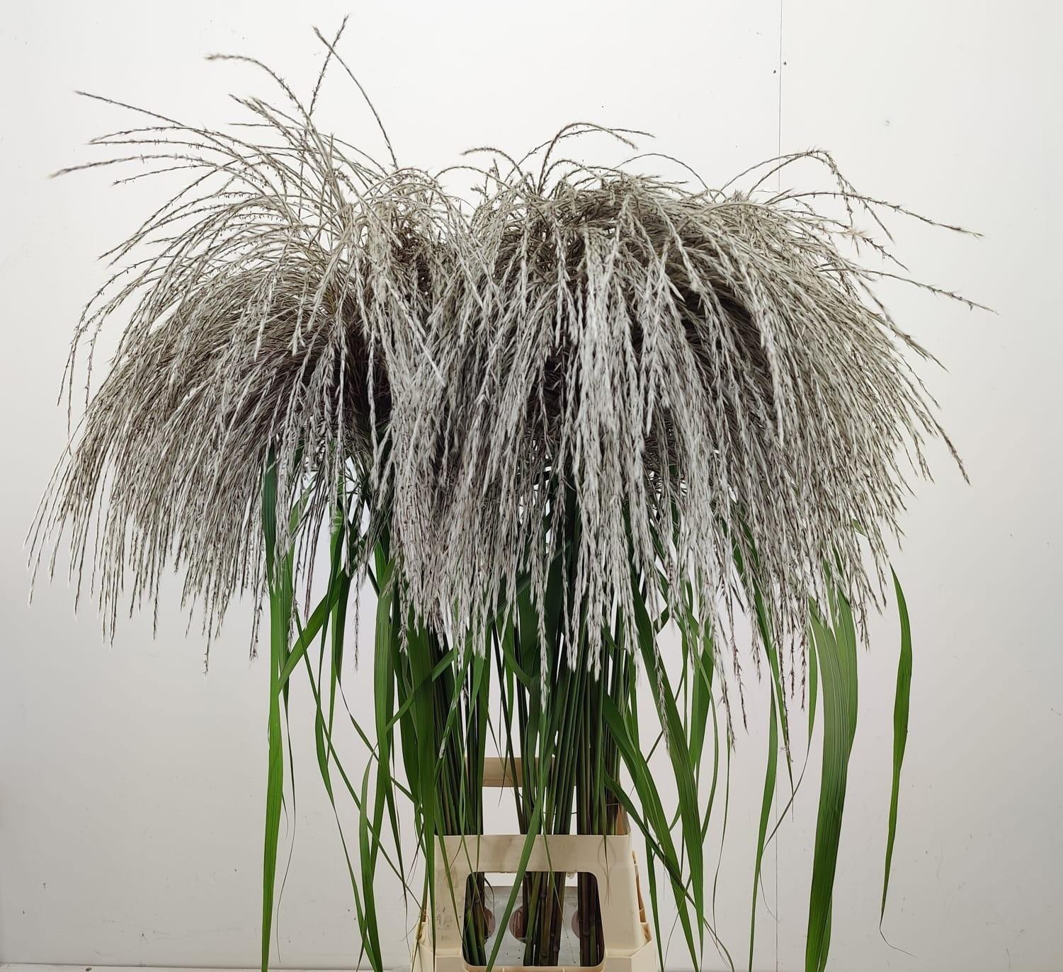 Miscanthus sinensis 'Memory'