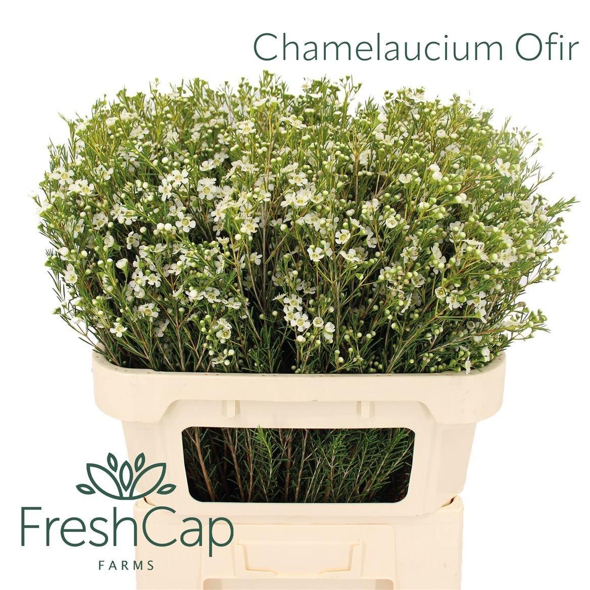 Chamelaucium uncinatum 'Ofir'