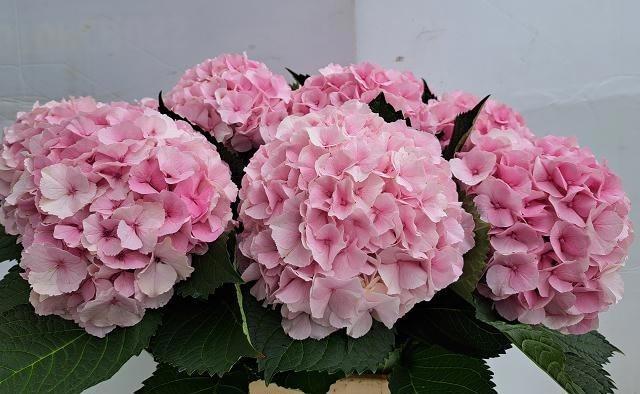 Hydrangea macrophylla Royal Impressive