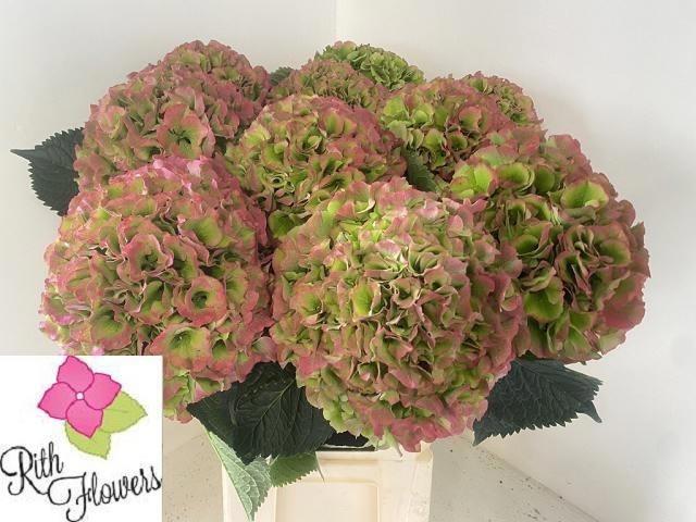 Hydrangea macrophylla 'Verena' (classic)