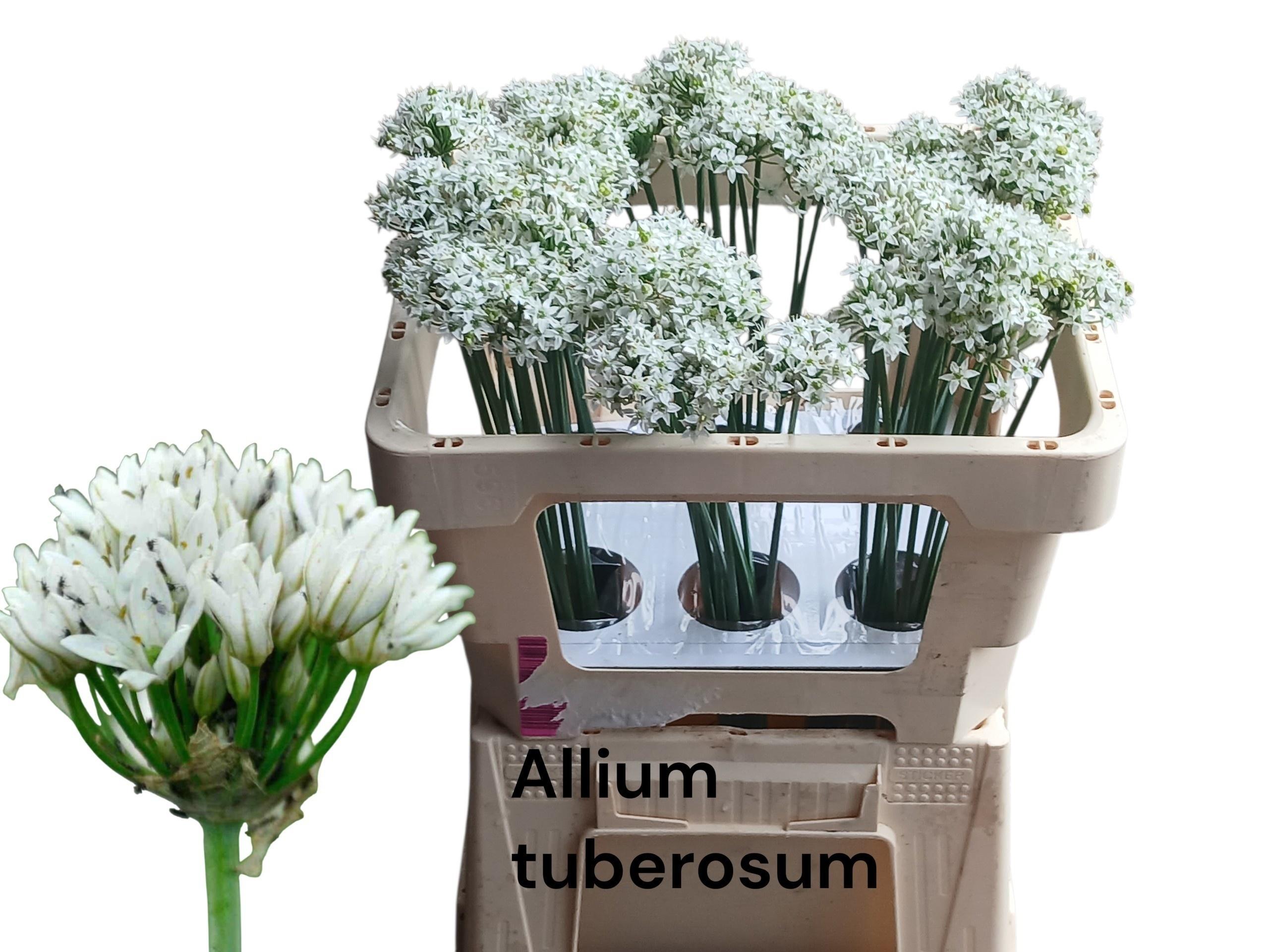 Allium tuberosum