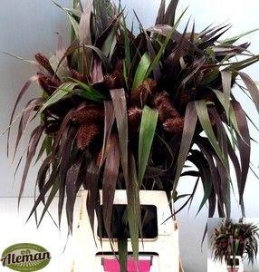 Setaria italica 'Red Jewel'