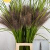 Pennisetum glaucum 'Black Magic'