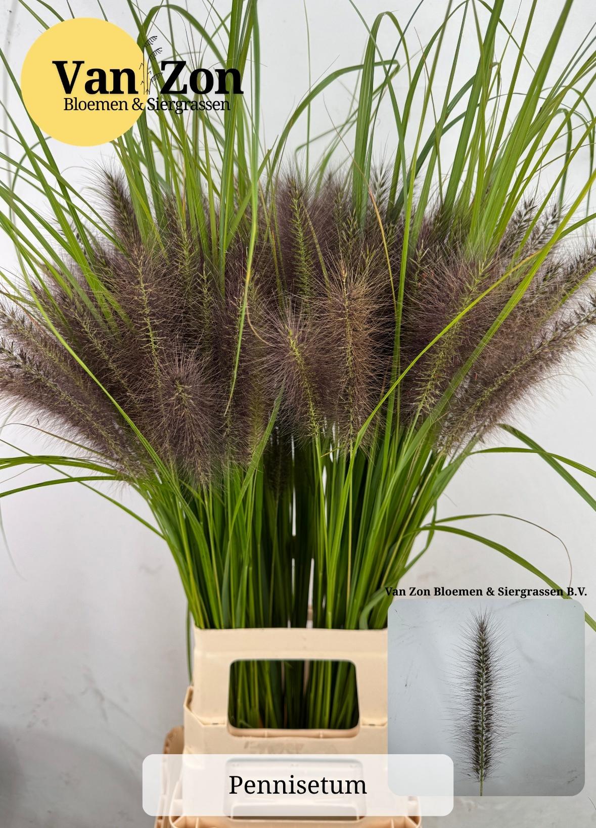 Pennisetum glaucum 'Black Magic'