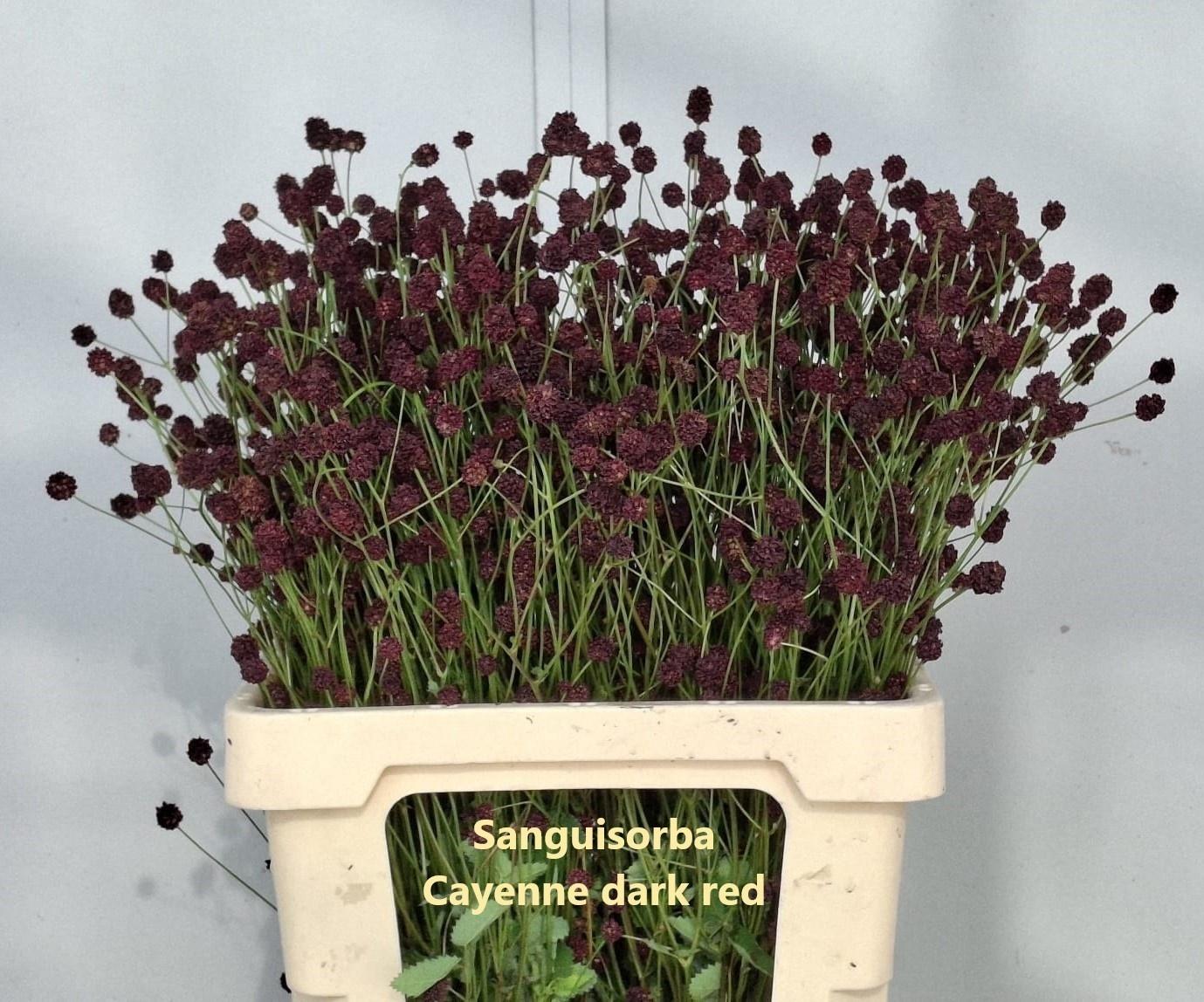 Sanguisorba officinalis 'Cayenne Dark Red'
