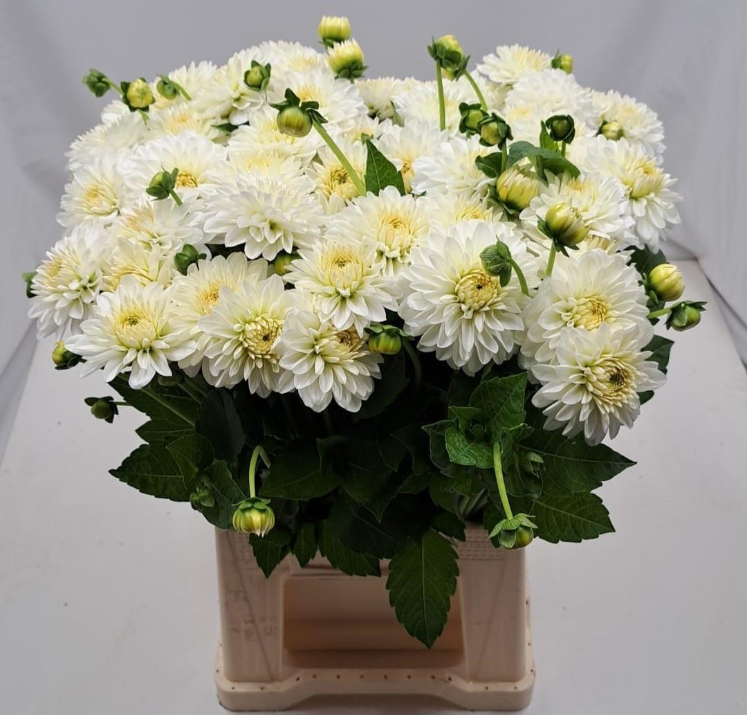 Dahlia (Semi-Cactus Grp) 'Snow Cap'